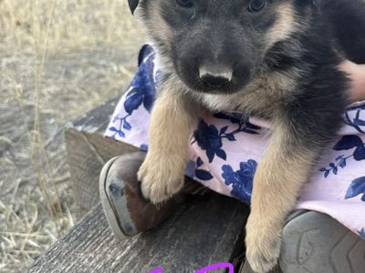 Puppies