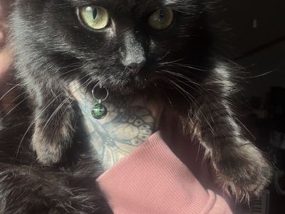 Female Munchkin Dwarf