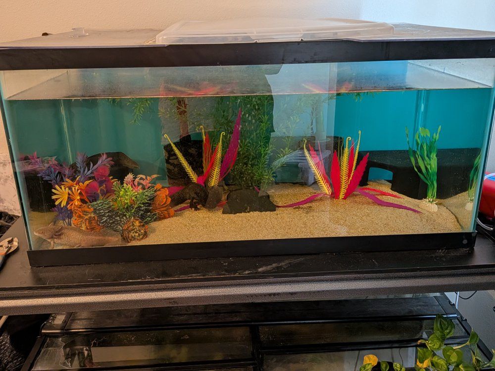 URGENT - 3 Adult RARE axolotls + setup