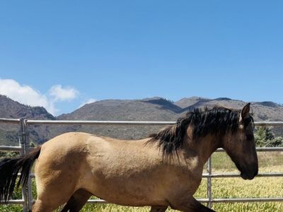 Yearling mustang filly “Melody”