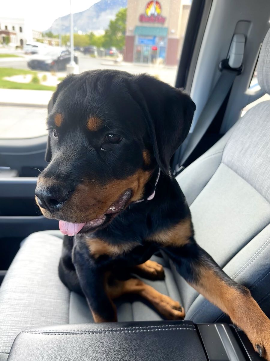 6 month old female Rottweiler