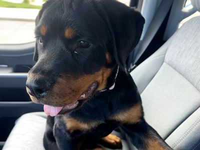 6 month old female Rottweiler