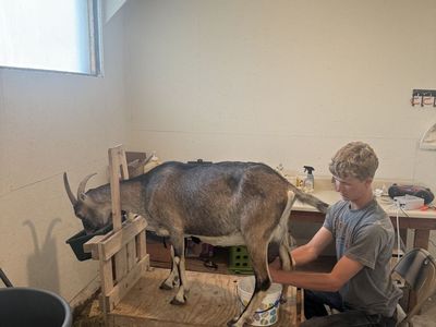 Diary Goats
