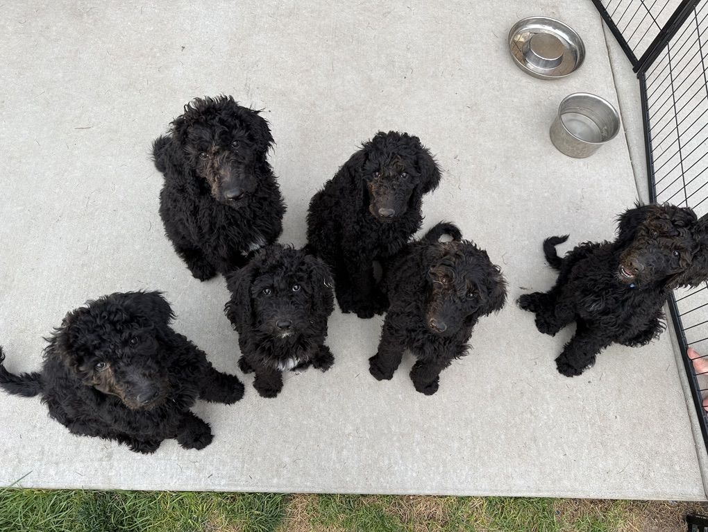 Standard Poodle Puppies $650- ONLY ONE LEFT