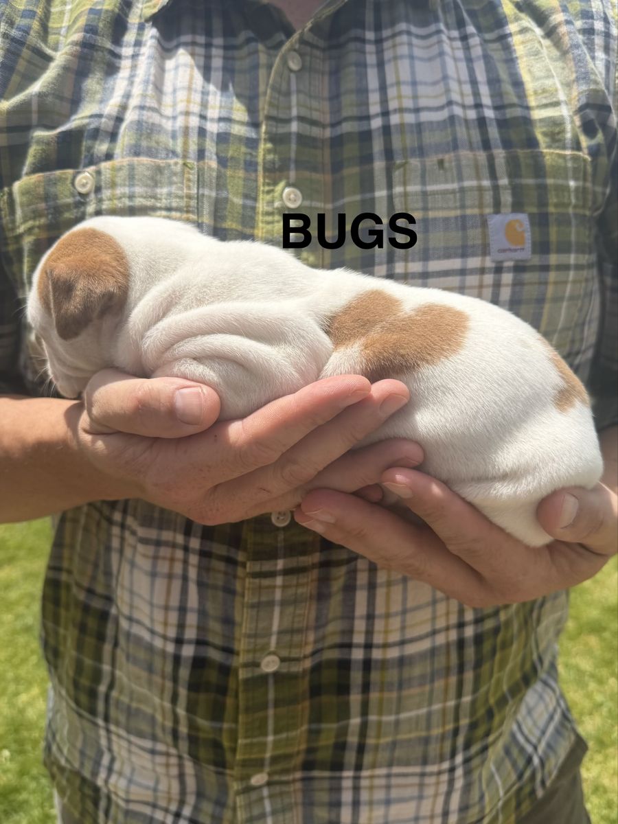 Main image 6
