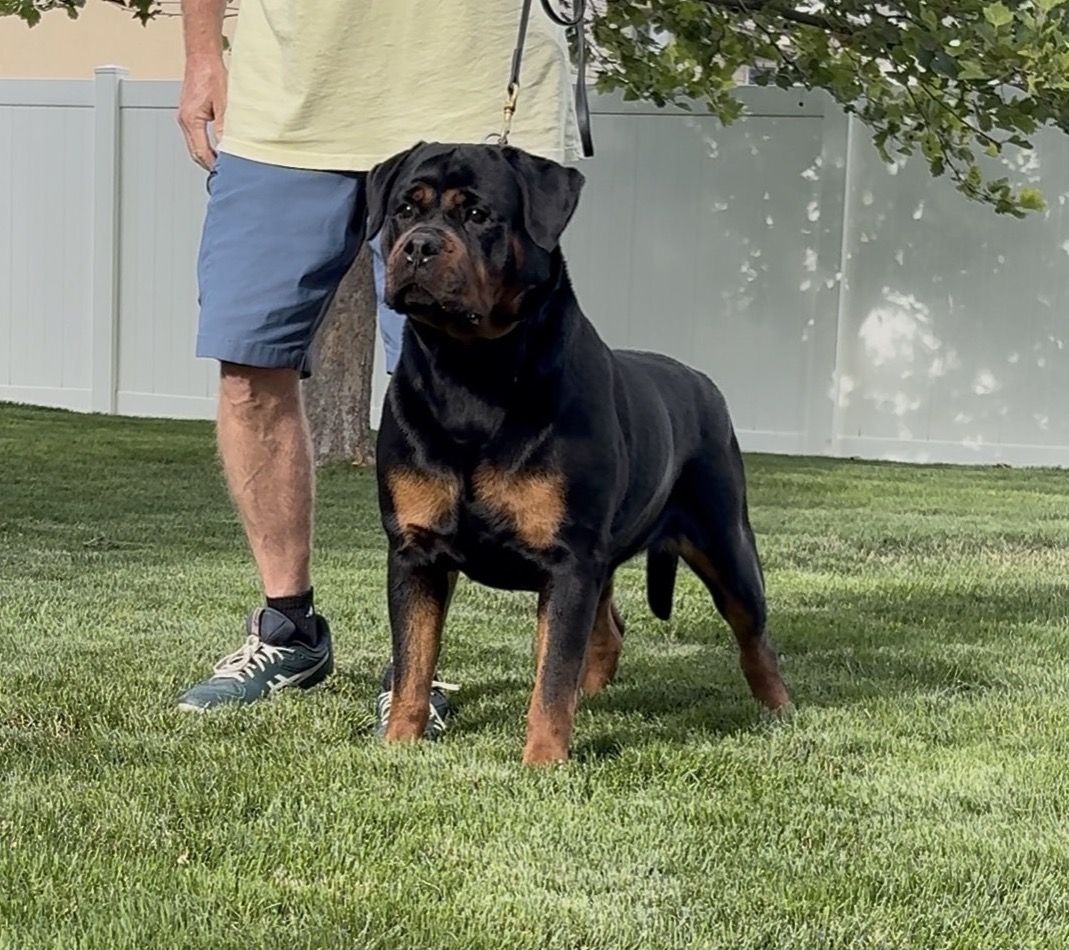World Class AKC German Rottweiler Puppies