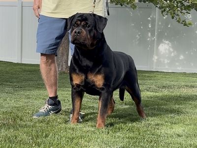 World Class AKC German Rottweiler Puppies