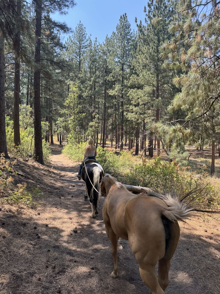 Palomino and Paint Horse Deal!