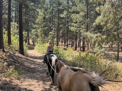 Palomino and Paint Horse Deal!