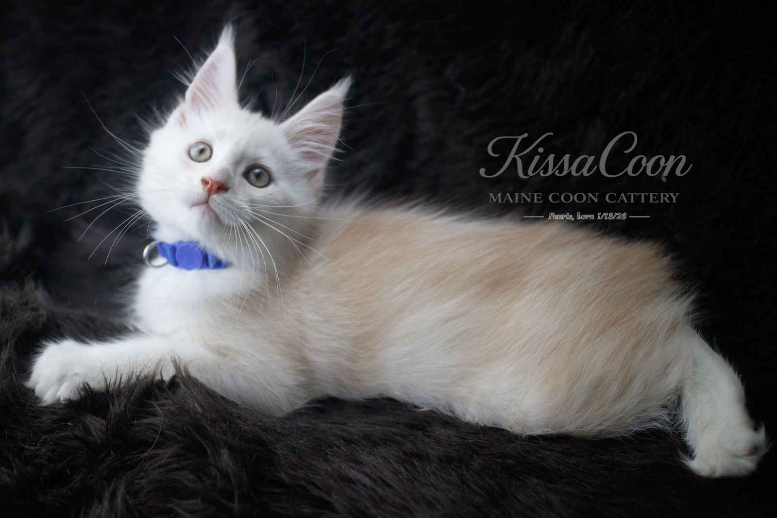 Stunning Purebred Maine Coon Kitten Ready for Forever Home