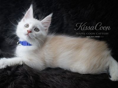 Stunning Purebred Maine Coon Kitten Ready for Forever Home