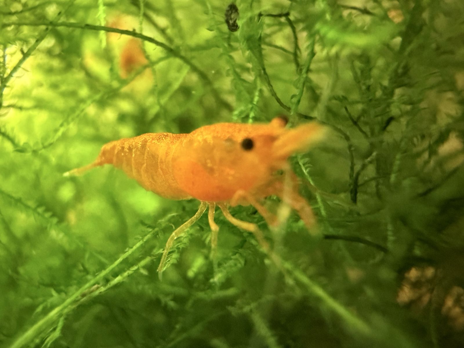 Freshwater Shrimp