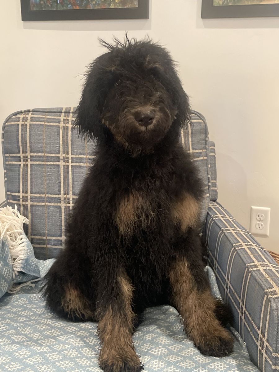 Trained Bernedoodle Puppies