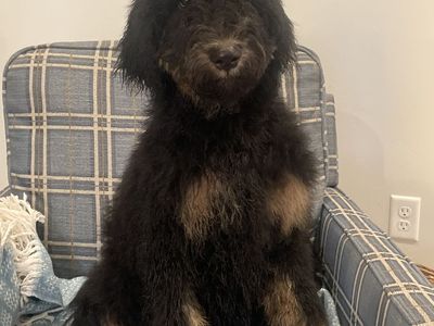 Trained Bernedoodle Puppies