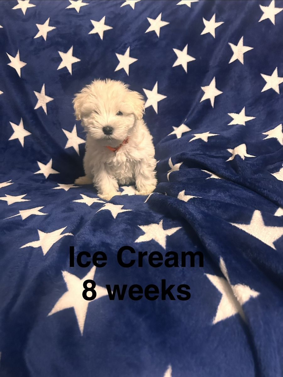 AKC Mini Schnauzer puppies