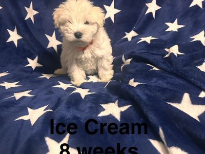 AKC Mini Schnauzer puppies