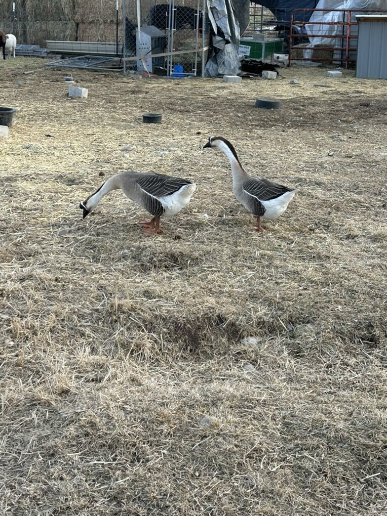 African Geese Pair
