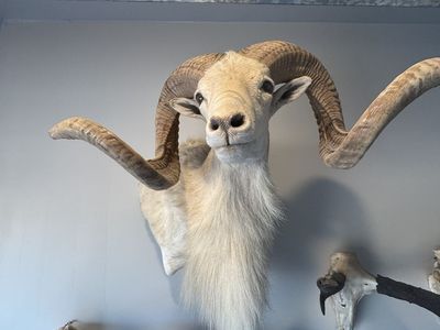 Sheep Mount