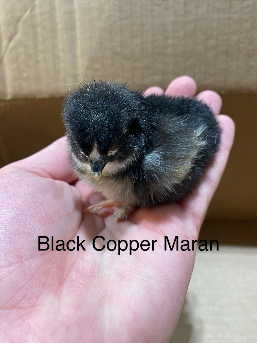 Black Copper Maran Chicks
