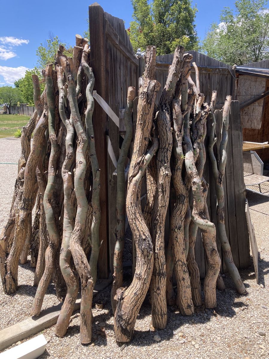 Corkscrew Willow Branches