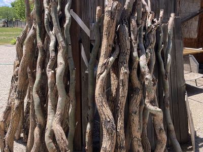 Corkscrew Willow Branches