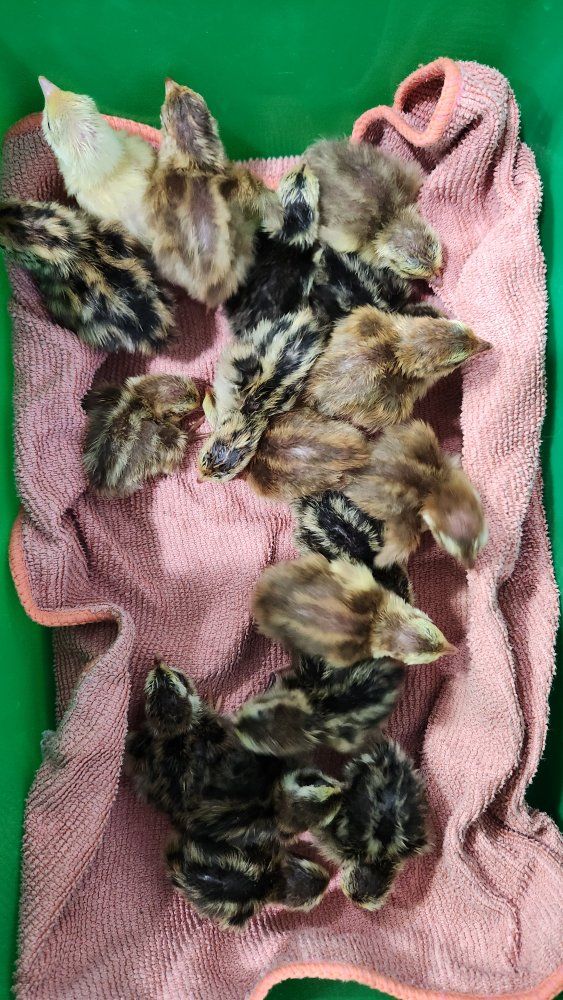 Celadon Quail Chicks