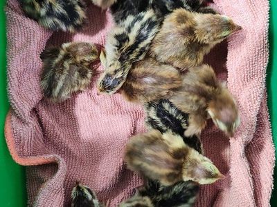 Celadon Quail Chicks