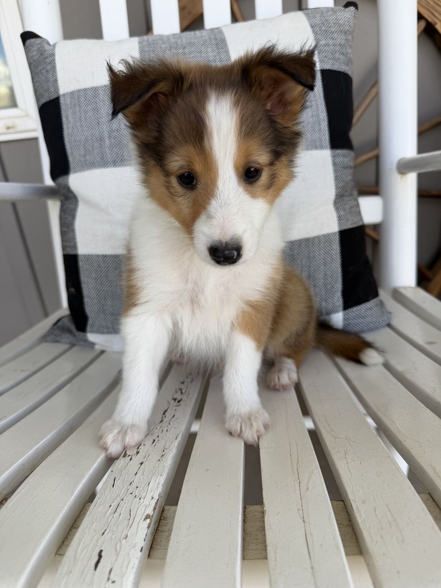 AKC SMALL sheltie(shetland sheepdog) puppies ready to go! 