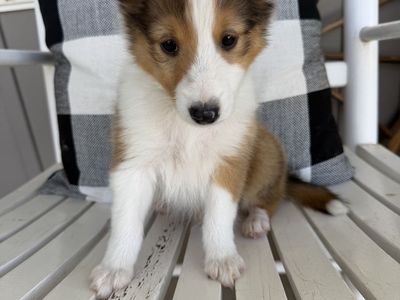 AKC SMALL sheltie(shetland sheepdog) puppies ready to go!