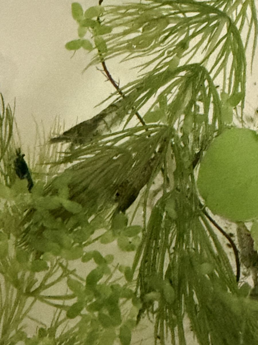 Light blue cull Shrimp