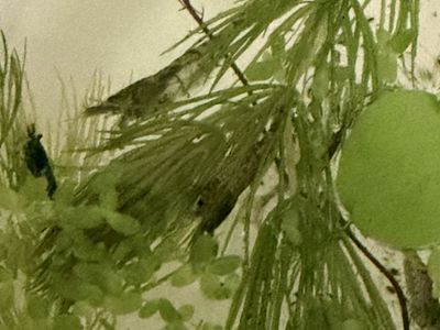 Light blue cull Shrimp