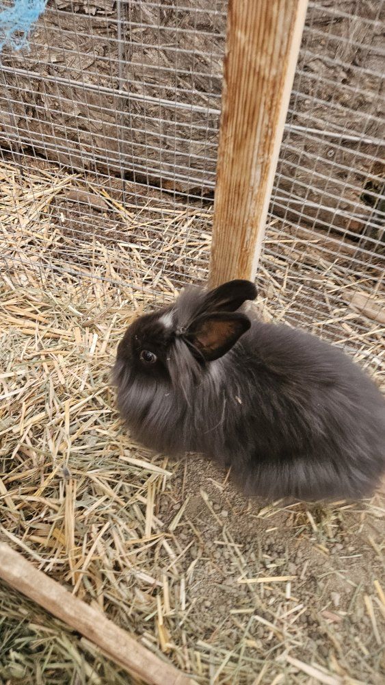 Baby Bunnies