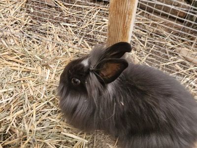 Baby Bunnies
