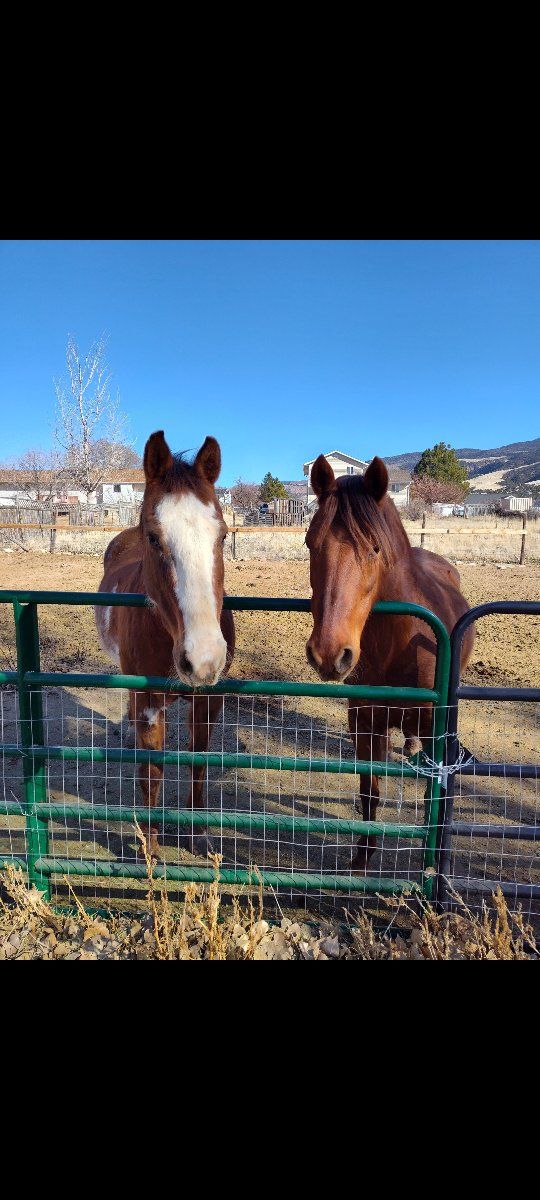 Grade paso mare, and paint mare selling as pair.