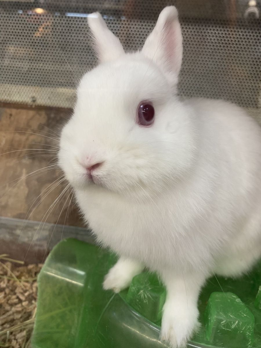 Bunny