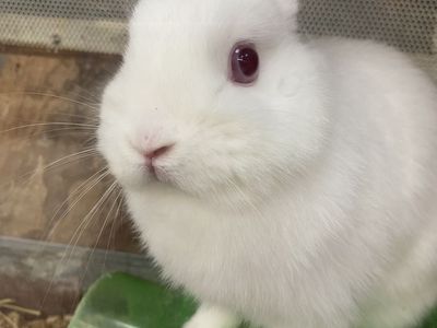 Bunny