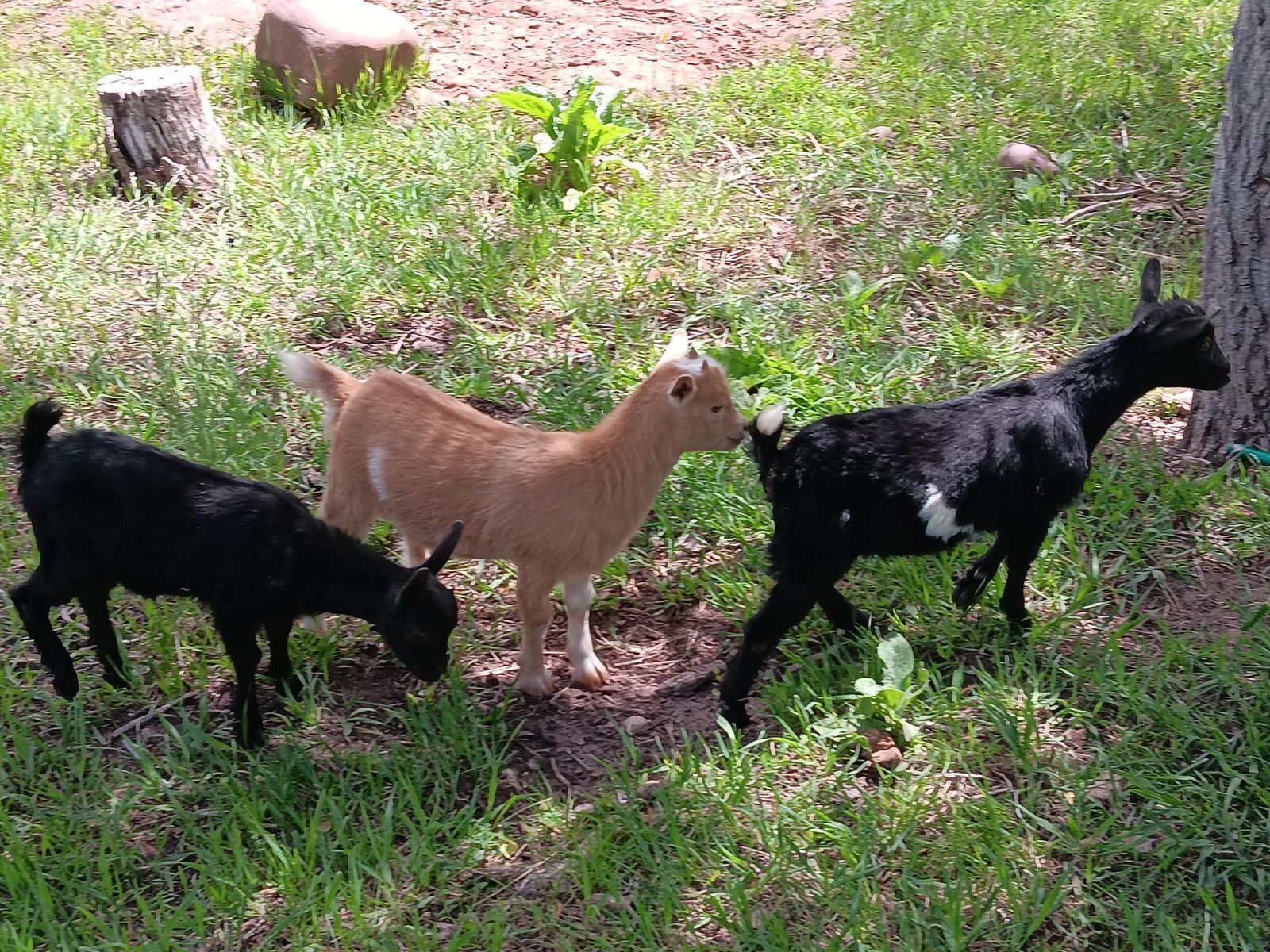 Nigerian dwarf goat doelings for sale