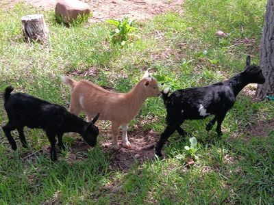 Nigerian dwarf goat doelings for sale