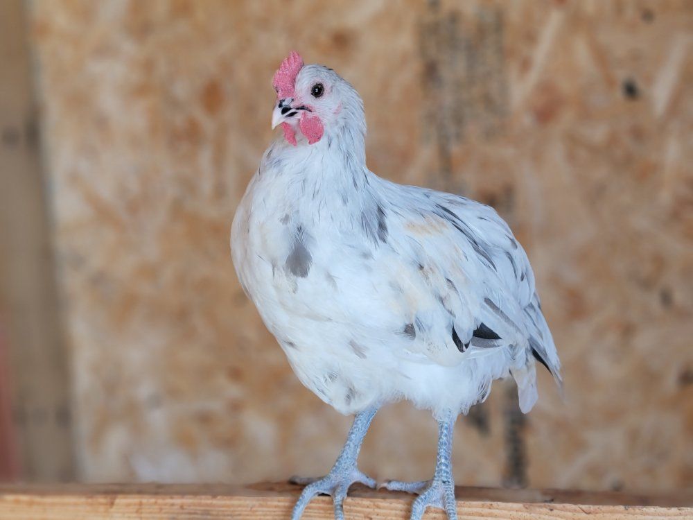 Speckled Olive Egger Young Roosters!