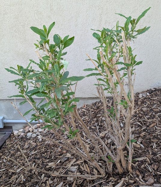 Black Knight Butterfly Bush 3.5 gallon