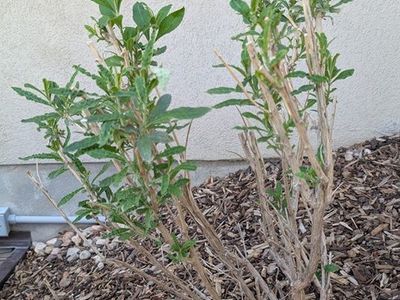 Black Knight Butterfly Bush 3.5 gallon