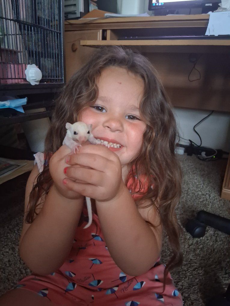 sugar glider baby