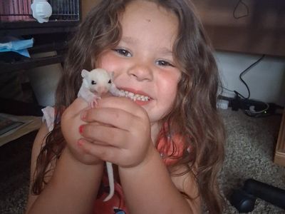 sugar glider baby