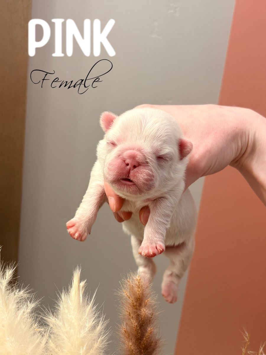 Fluffy French Bulldogs AKC Titled & Health Tested