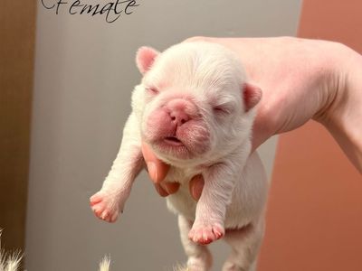 Fluffy French Bulldogs AKC Titled & Health Tested