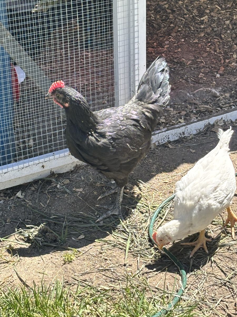 Free rooster