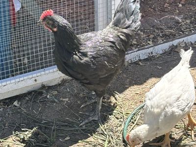 Free rooster