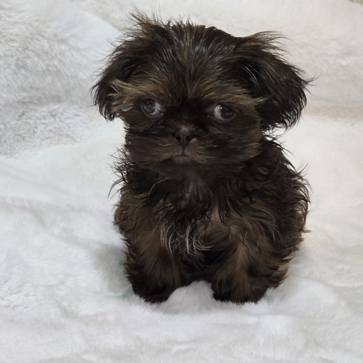 Teacup Shih tzu boy