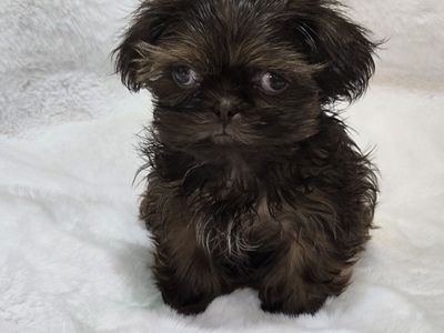 Teacup Shih tzu boy