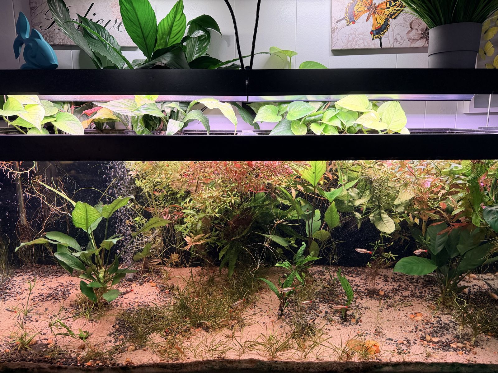 75G Aquarium & Stand + accessories